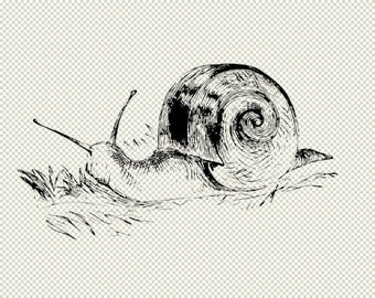 Cute Snail Line Drawing Illustration Vintage Printable Graphic Digital Clip Art Instant Download  2037