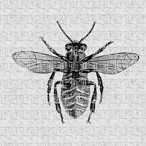 Digital Queen Bee Illustration Printable High Quality Vintage Clip Art Instant Download 486