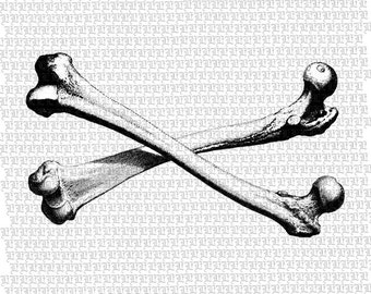 Crossed Human Femur Bones Anatomy Study Antique Vintage Clip Art Illustrations High Resolution 300 dpi Digital Printable Graphic Img1844