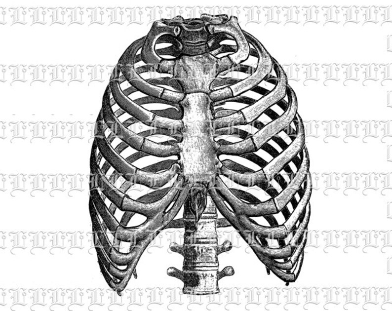 Human Rib Cage Front View Medical Anatomy Study Vintage Clip Art Illustrations Printable Digital Image High Resolution 300 Dpi Img1776 Clip Art Art Collectibles Kromasol Com
