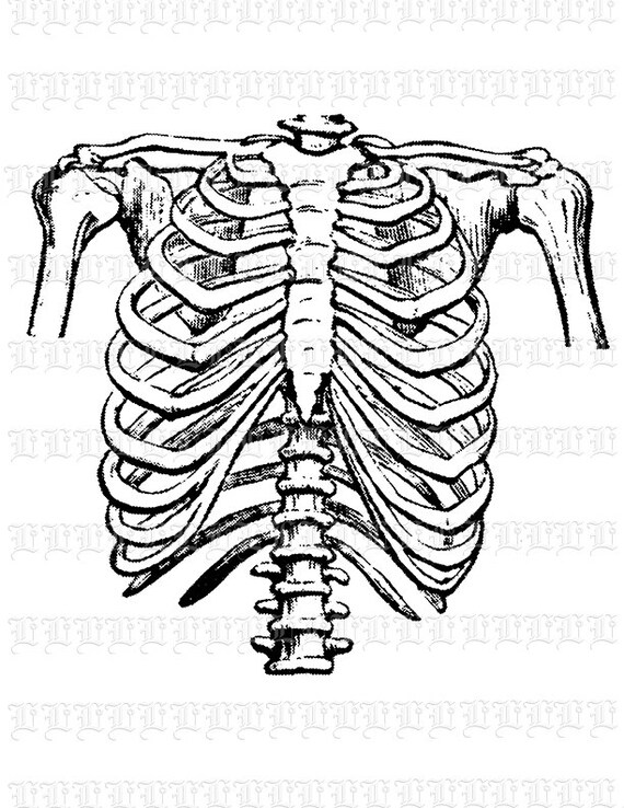 Human Rib Cage Frontal Position Vintage Clip Art Illustration - Etsy Ireland