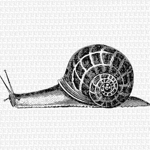 Snail Mollusk Printable Graphic Digital Clip Art Instant Download Vintage Clip Art  2373