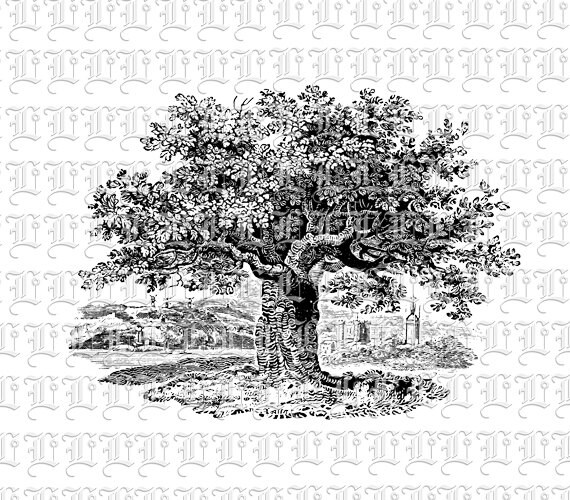 Tree Nature Clip Art Vintage Line Drawing Illustrations Etsy