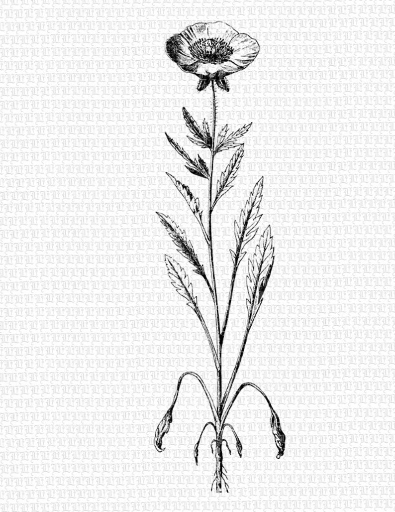 Blossomed Poppy Flower Botanical Vintage Clip Art Illustrations Printable High Quality Graphic 0421