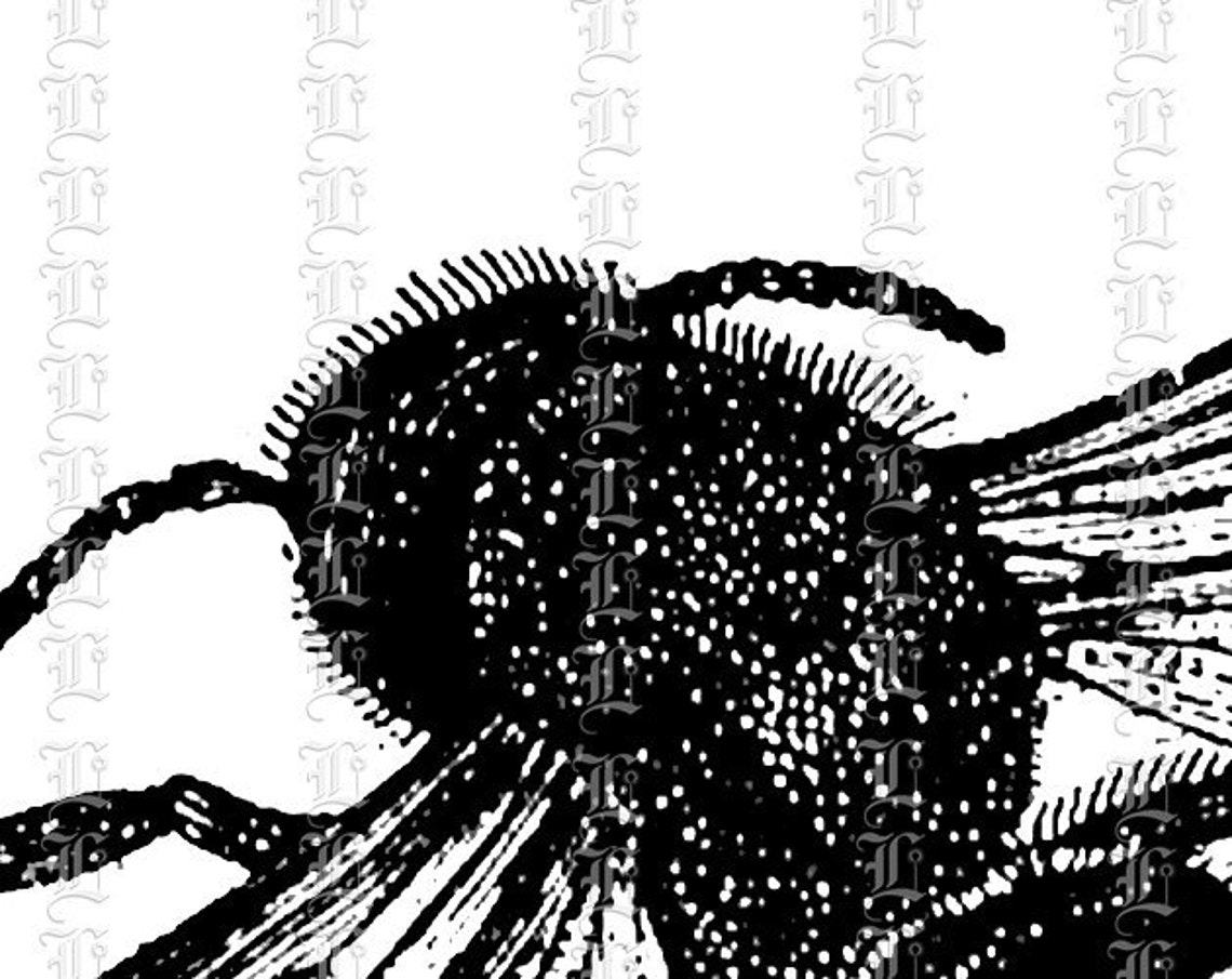 Printable Bees Illustration Digital Graphic High Quality 300 Etsy Printable Bees Illustration Digital Graphic High Quality 300 Etsy