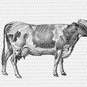 Printable Cow Illustration Cow Vintage Graphic Cows Antique ...