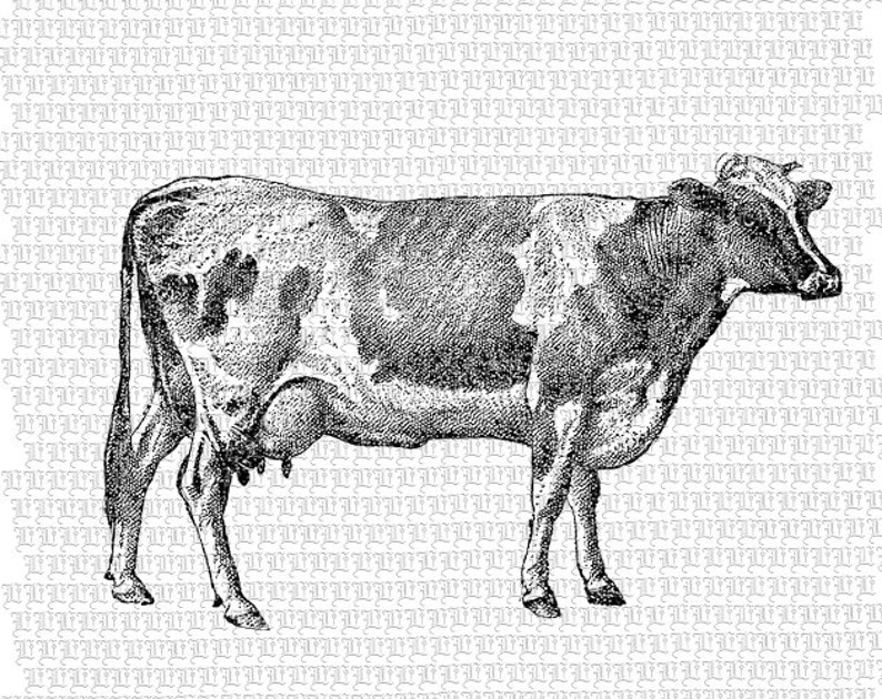 Printable Cow Illustration Cow Vintage Graphic Cows Antique ...