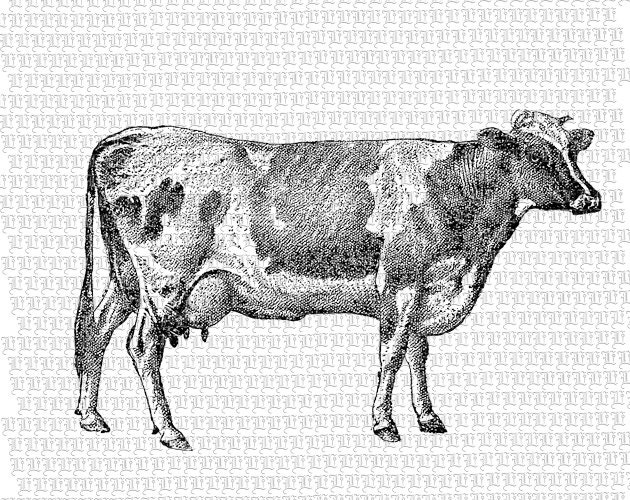 Printable Cow Illustration Cow Vintage Graphic Cows Antique ...