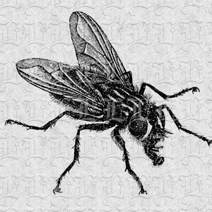 Digital House Fly Image Vintage Fly Graphic Illustration Antique Printable Insects Clip Art 0513