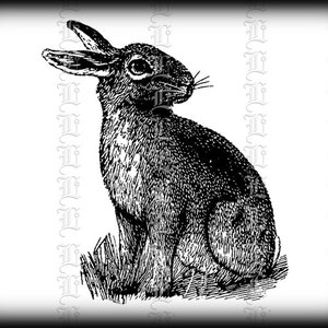 Clip Art Bunny Rabbit Antique Clip Art Vintage Black White Illustrations Digital Clip Art High Quality Digital Collage Sheet 1750