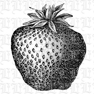 Strawberry Vintage Clip Art Illustrations High Quality Printable Digital Collage Sheet 0320