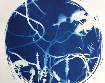 Cyanotype Print, Autumn Garden XI : Roots, Original Art, 11"x11"