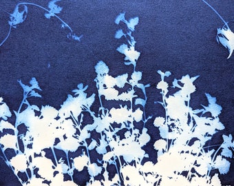 Summer Garden II, Cyanotype Print