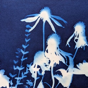 Summer Garden III, Original Cyanotype Print