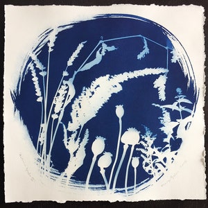 Cyanotype Print, Autumn Garden : Poppies, Original Art, 11&quot;x11&quot;