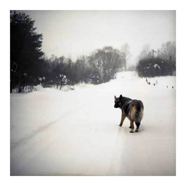 Entre chien et Loup, Pologne.