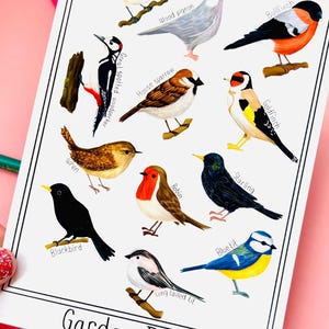 Impression d&#39;art oiseaux du jardin britannique : décoration murale nature Cottagecore