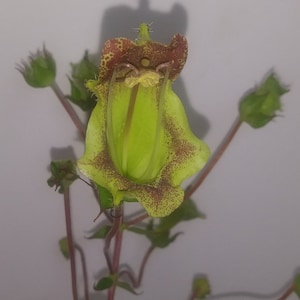 Sinningia Brasiliensis 100+ Seeds Gesneriad Unusual Bloom Fresh Yuly 2025