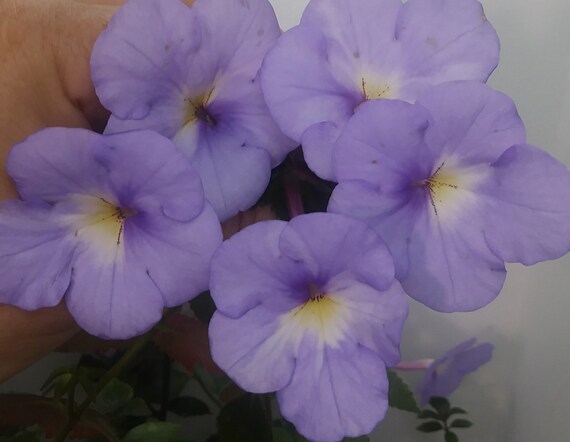ACHIMENES /'PURPLE KIMONO/' FOUR RHIZOMES FRESLY HARVESTED GESNERIADS