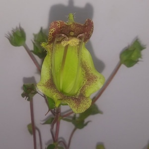 Sinningia Brasiliensis 50+ Seeds Gesneriad Unusual Bloom Fresh Yuly 2025
