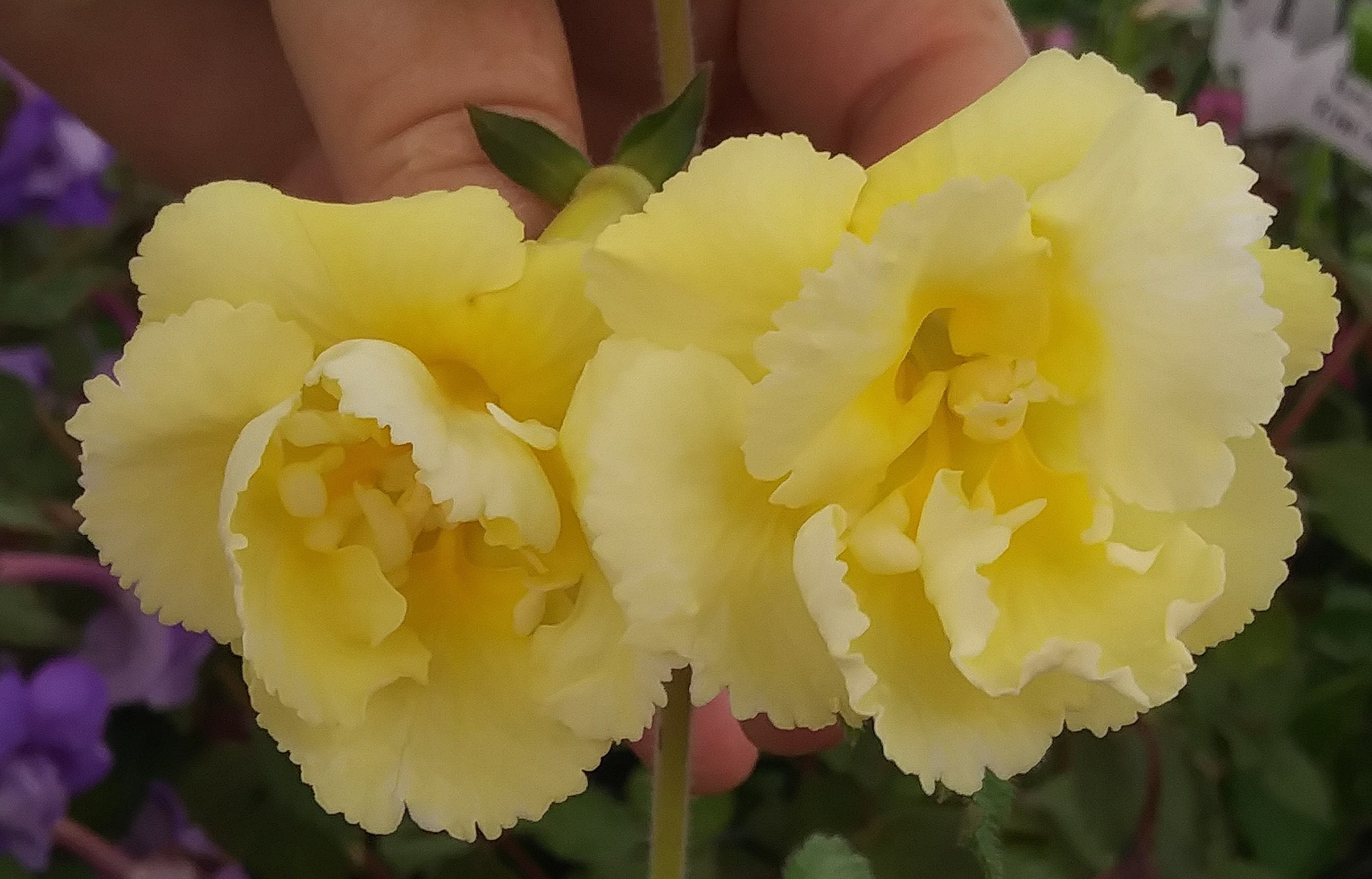 Achimenes 'SRG's Yellow English Rose' Three Rhizomes Large Blooms Gesneriad