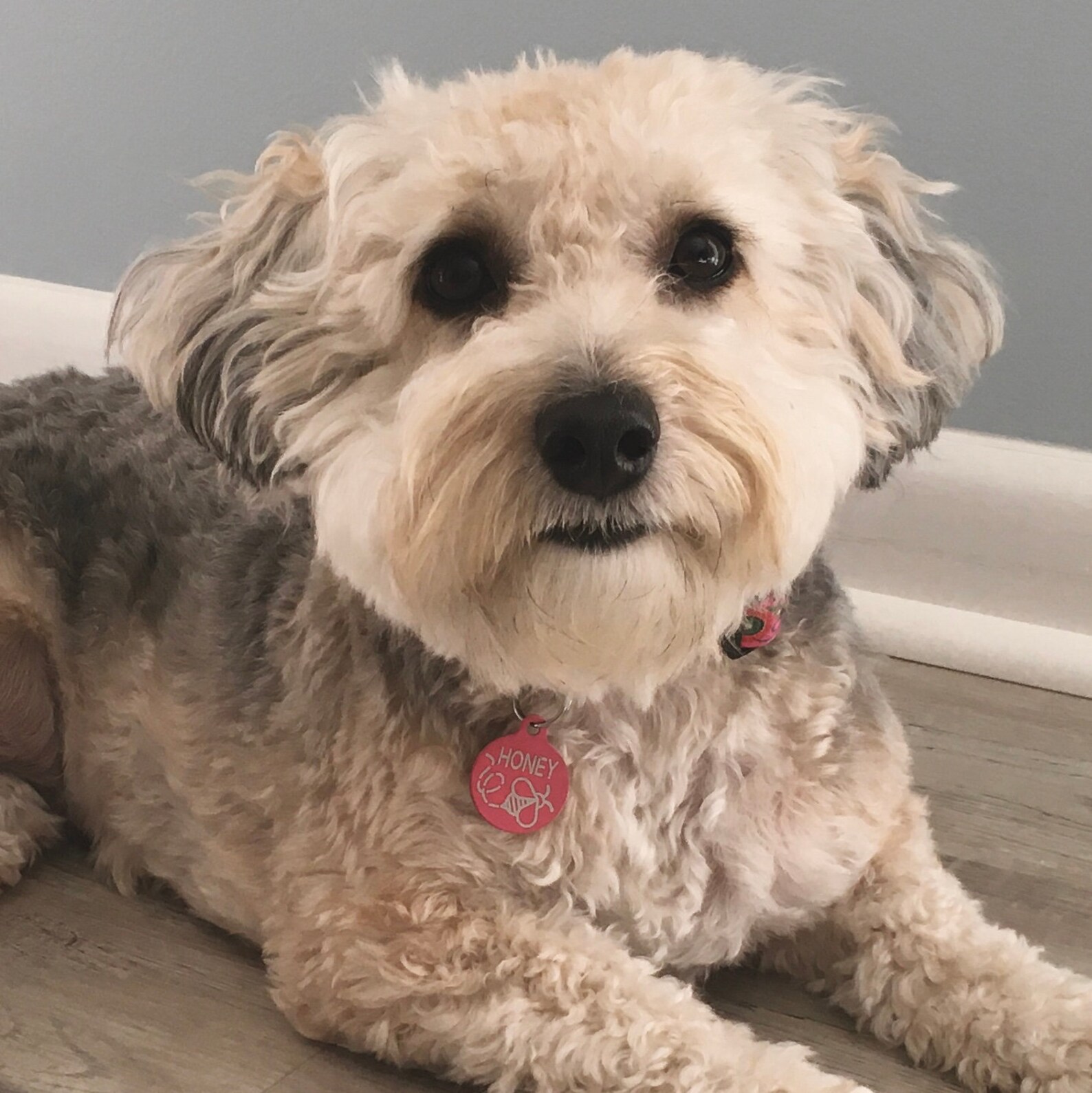 Engraved Pet Tags Pet Id Tags Dog Tags for Dogs Gator Pet Etsy