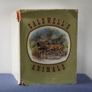 Caldwell’s Animals book, illustrated South African wildlife, William Fehr, Edmund Caldwell, vintage nature