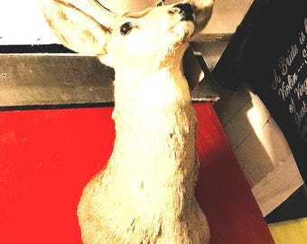 Taxidermia vintage de 4 puntas de ciervo, decoración de cabaña rústica de granja, ciervo de hombro, cabaña nórdica, repisa de chimenea, animales del bosque