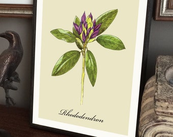 Rhododendron Drawing Print, Garden Art, Botanical Illustration, Gift for Gardener, Mother's Day Gift, Flower Print, 5" x 7" or 8" x 10"