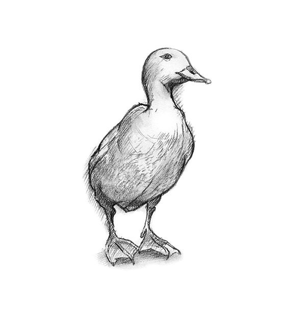 Duck Art For Nursery Kids Room Animal Drawing Water Fowl Etsy