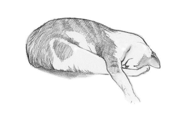 Cat Lying Down Looking Up Over 37 RoyaltyFree Licensable Stock Vectors   Vector Art  Shutterstock