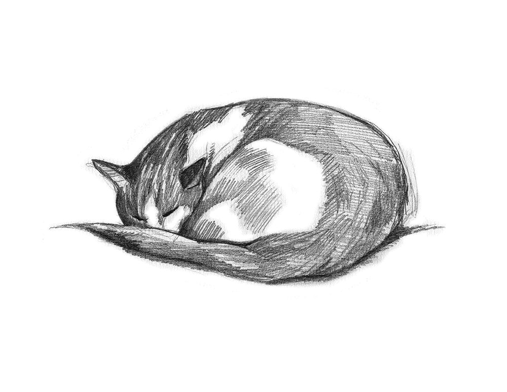 Drawing of Azura the cat in pen – Pet Portraits by Thomas Clausen