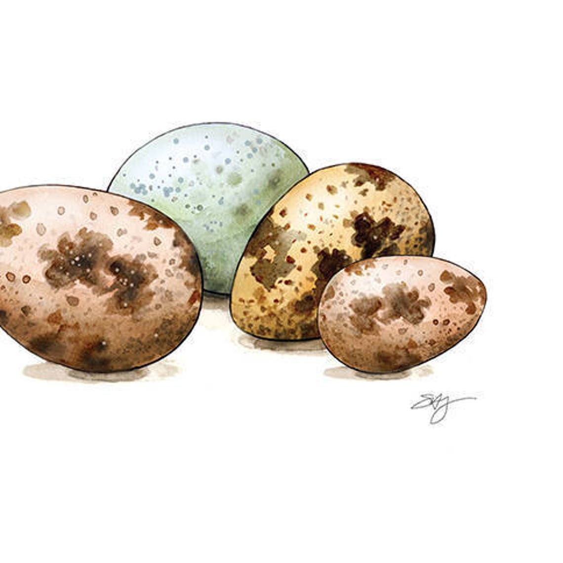 Quail Egg Stickers 15 Farm Product Labels Back Yard Coop Etsy