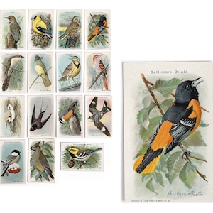 Birds of America Werbekarten, Arm und Hammer Vintage Vogelkarten, zehnte Serie, amerikanische Vögel, Vogelliebhaber Geschenk, Vogel Wandkunst