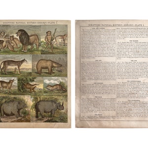 Vintage Zoology Scripture Natural History Plate I, Christian Religious Art, Lion, Leopard, Hippopotamus, Bear, Rhino and Fox Book Plate