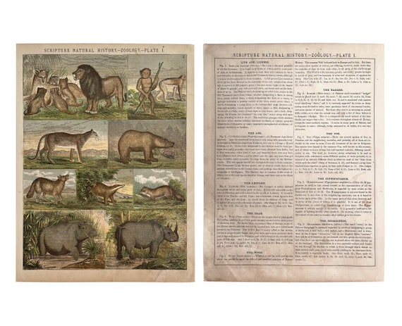 Vintage Zoology Book Plate Scripture Natural History, Christian