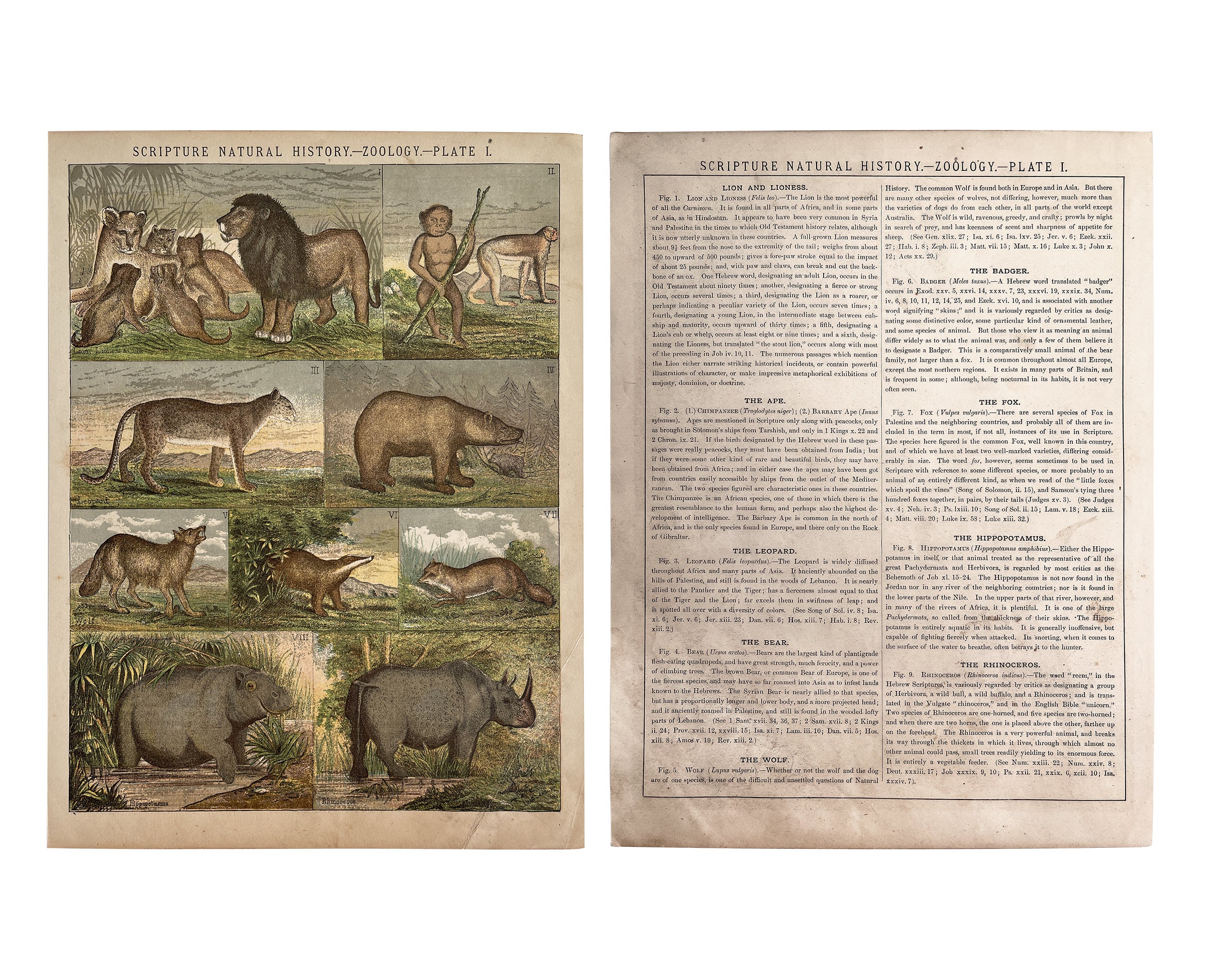 洋書 CLASSIC NATURAL HISTORY PRINTS MAMMALS Vintage Zoology Book Plate Scripture Natural History, Christian