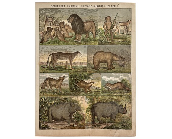 Vintage Zoology Book Plate Scripture Natural History, Christian