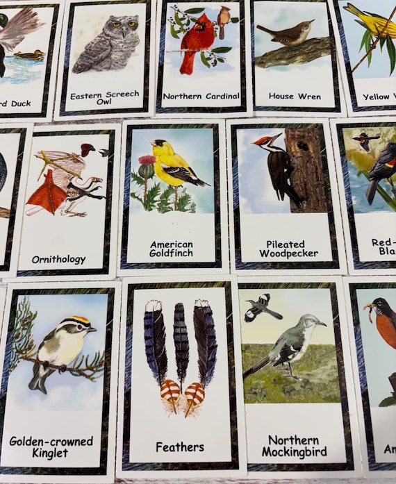 35 Bird Flash Cards: Vintage, Educational, Game, Bird Watching