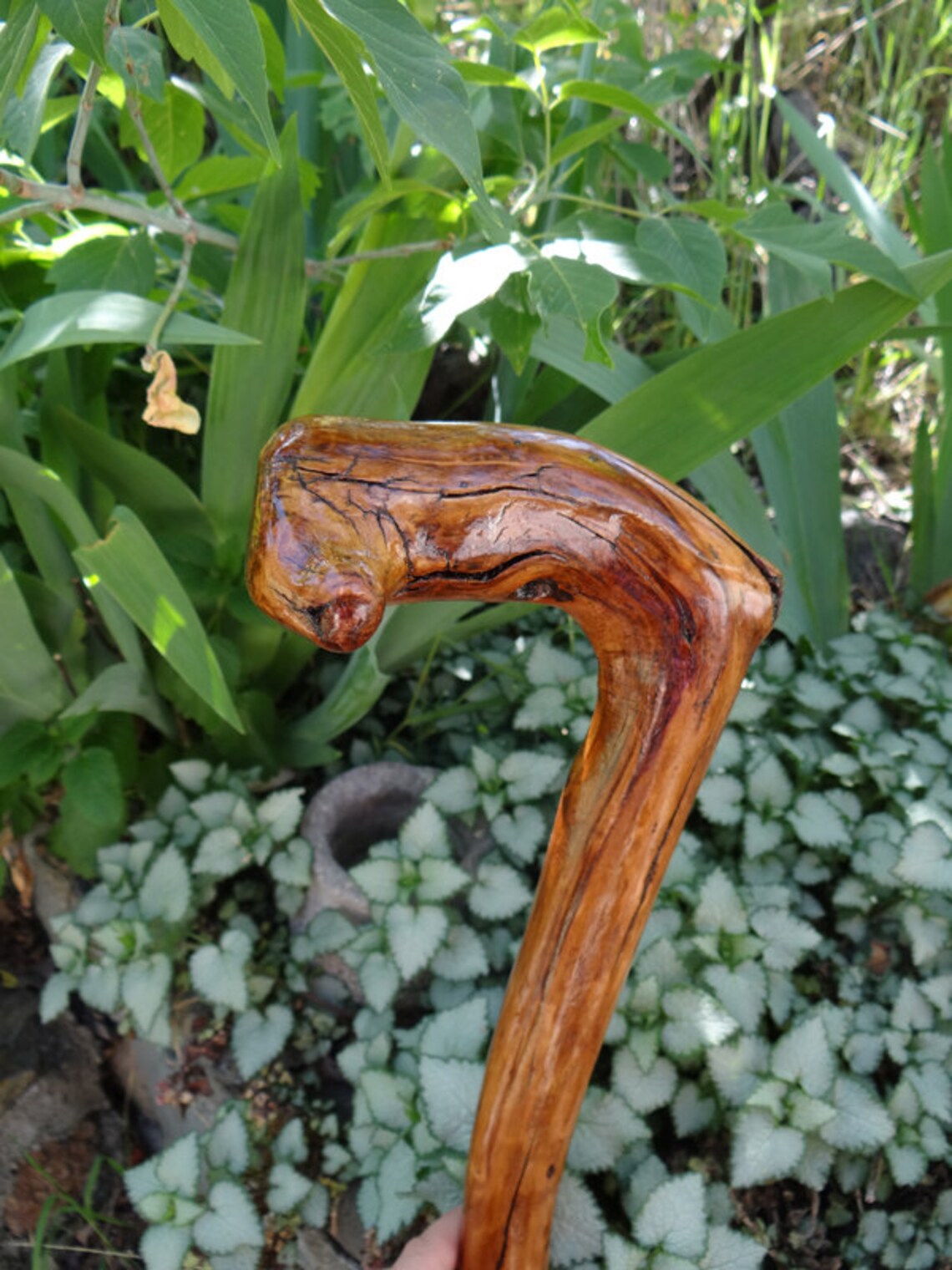 Rustic Natrually Curved Walking Cane Etsy