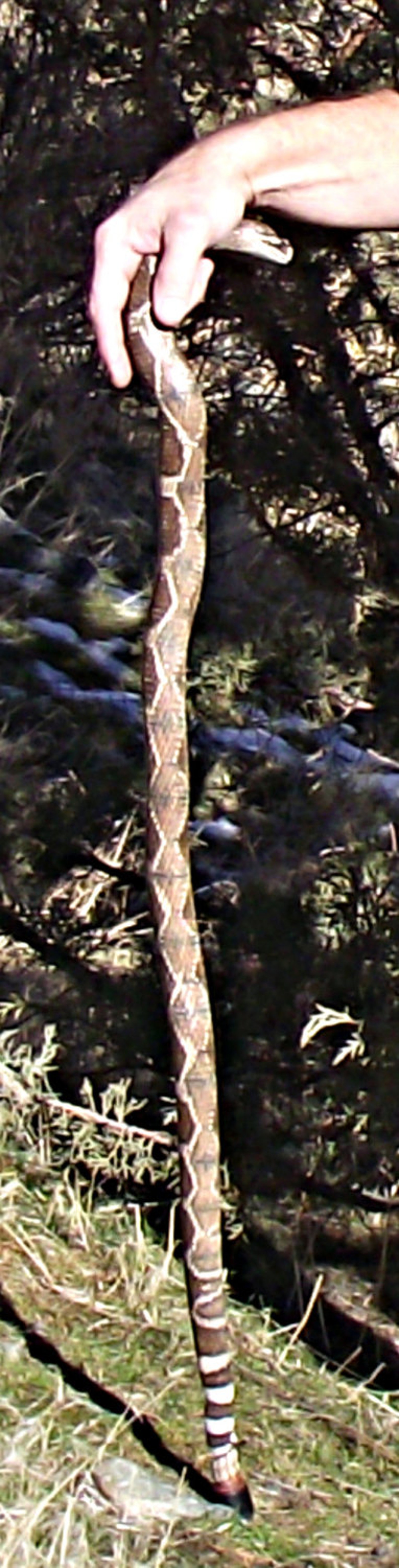 Wood Carved Rattlesnake Walking Cane Etsy