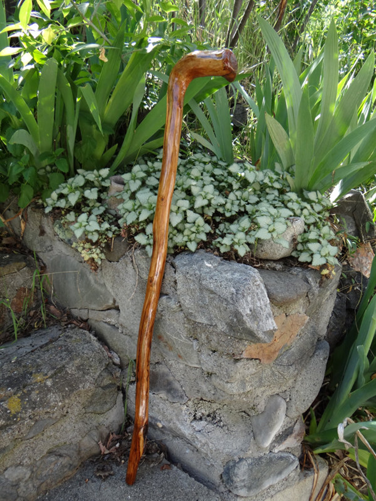 Rustic Natrually Curved Walking Cane Etsy