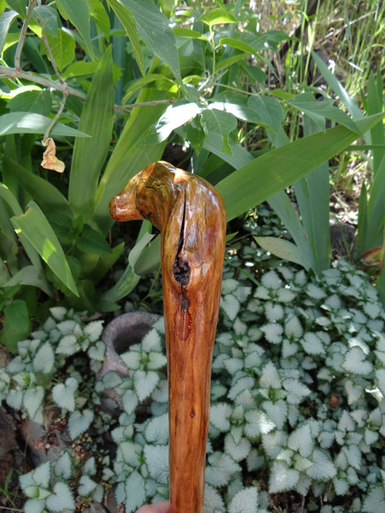 Rustic Natrually Curved Walking Cane Etsy