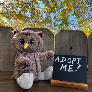 May include: A plush brown owl with large, round eyes and a yellow beak. The owl is seated next to a small chalkboard sign that reads "ADOPT ME!" The background includes a wooden fence and a tree with yellow and green leaves.