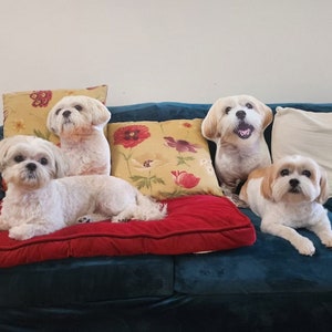 May include: Four white dogs, two of which are pillows, are sitting on a teal couch. The pillows have floral patterns and the dogs are looking at the camera.