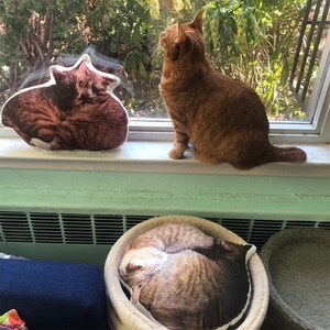 May include: Three cat pillows, one on a windowsill, one on a cat bed, and one on a shelf. The pillows are all brown and white and feature realistic cat faces.