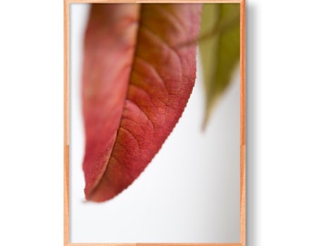 Botanical Art Print a parete | Impianto di stampa | Arte moderna | Minimal Art | Arte della parete | Arte minimalista | Stampa su carta pregiata | Arte della parete | Arte della parete vegetale