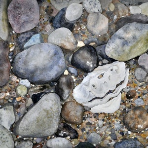 May include: A watercolor painting of a seashell on a bed of smooth, gray and brown stones. The shell is white with a textured surface and is surrounded by smaller pebbles.