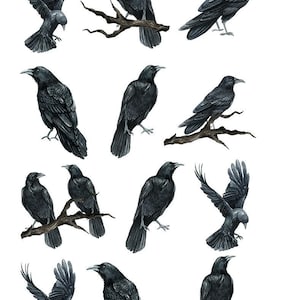 May include: Watercolor illustrations of black crows in various poses, some perched on branches, others in flight. The artwork features detailed depictions of the birds' feathers and beaks against a white background. The image is a collection of avian art.