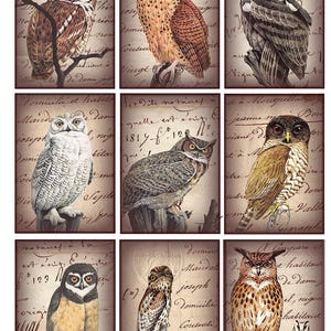 May include: Nine vintage-style owl illustrations on a sepia-toned background with handwritten script. Each owl is depicted in detail, showcasing various species with different feather patterns and colors, including brown, white, and tan. A decorative art print.